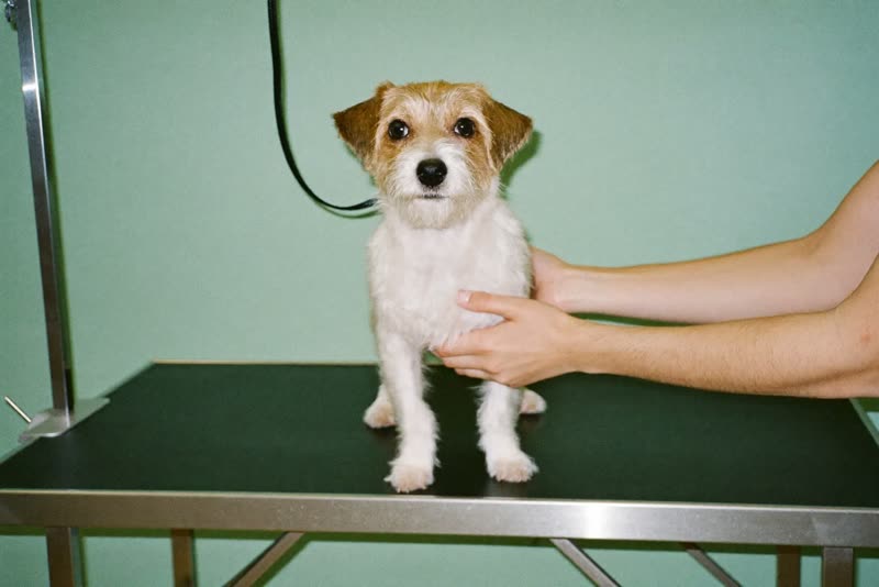 A small terrier standing calmly on a grooming table, steadied by a pair of hands