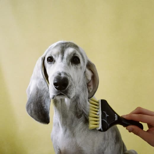 A long-coated dog being brushed with a slicker brush