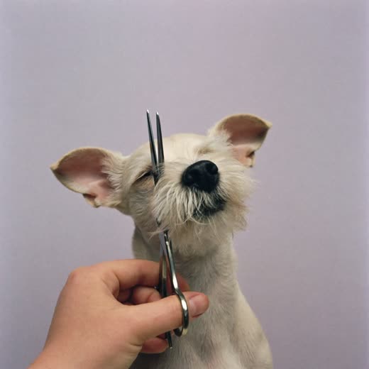 A small dog's face being trimmed with grooming scissors